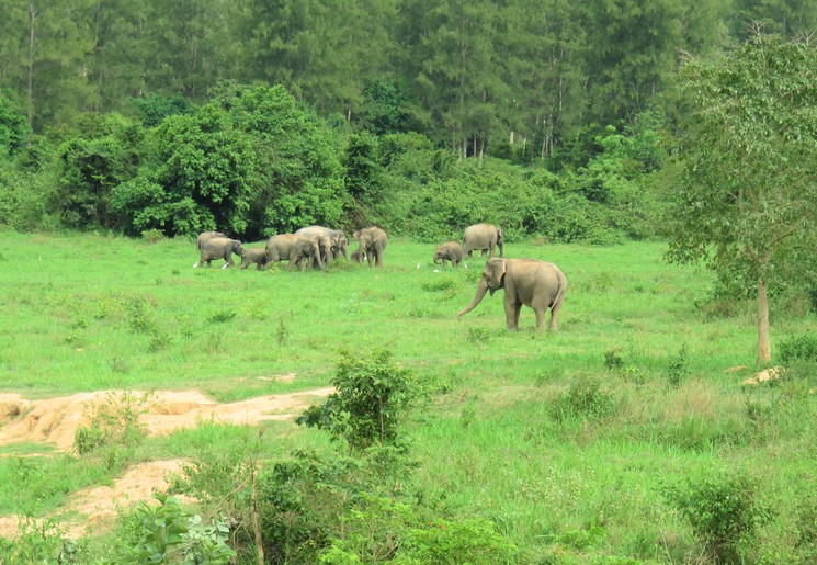 Wilde olifantensafari in Thailand