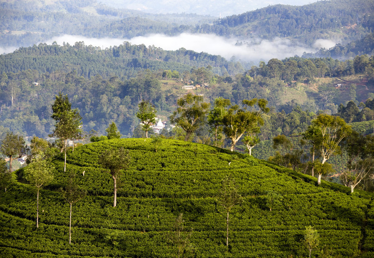 Theeplantages in Nuwara Eliya, Sri Lanka
