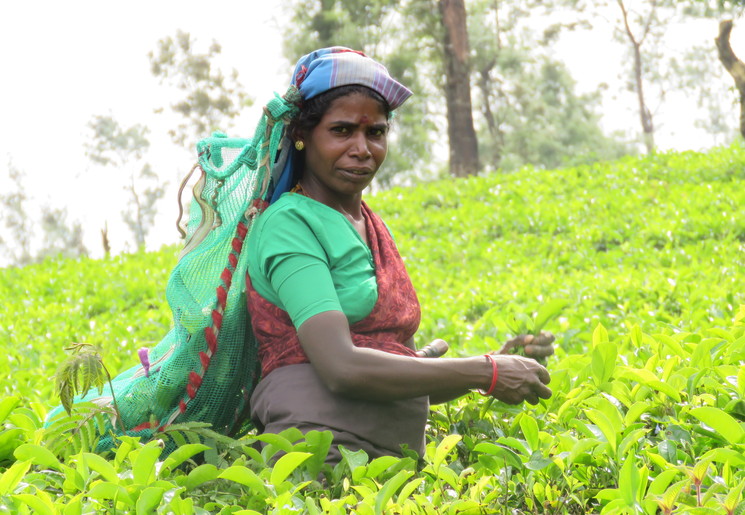 Theepluksters aan het werk in Nuwara Eliya, Sri Lanka