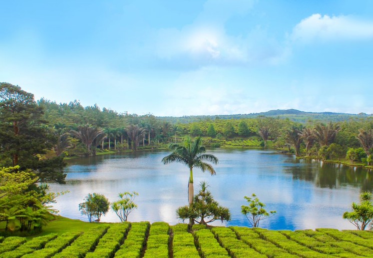 Theeplantage Bois Cheri met palmboom