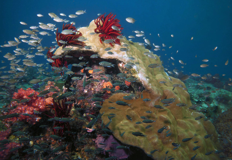 Kleurrijke onderwaterwereld bij Tioman Kleurrijke onderwaterwereld bij Tioman