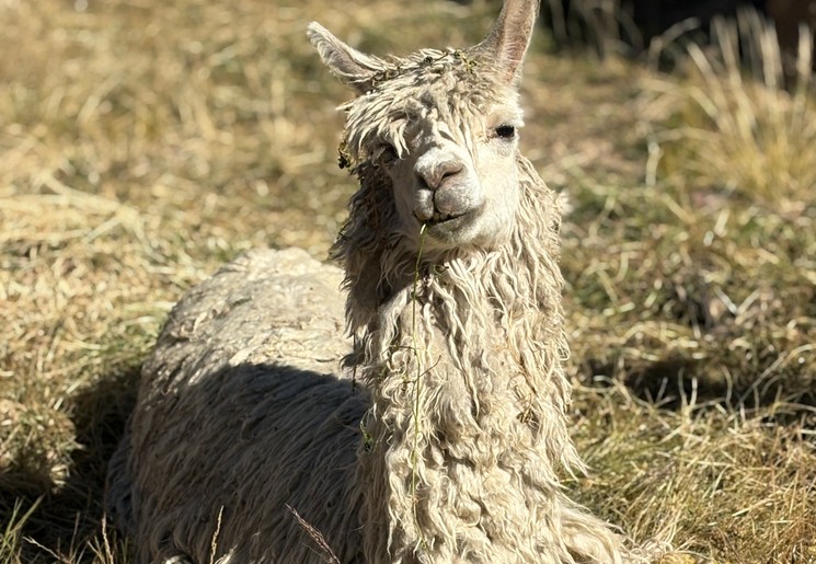 Een lama bij het Titicacameer