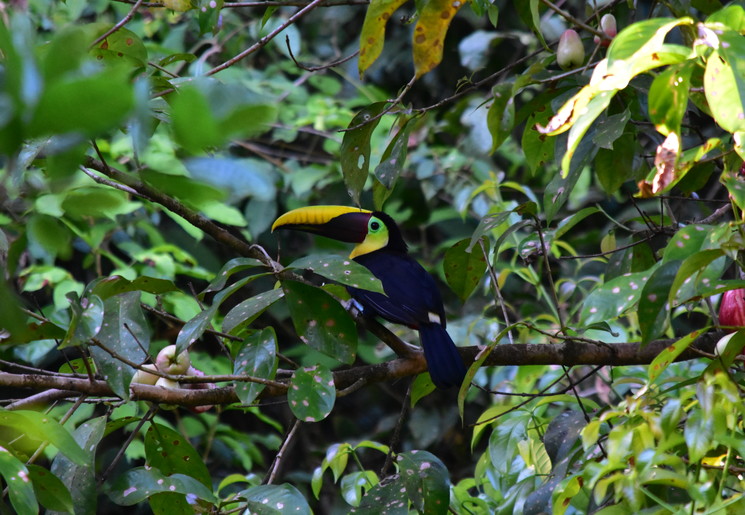 Toekan op zoek naar voedsel in Corcovado