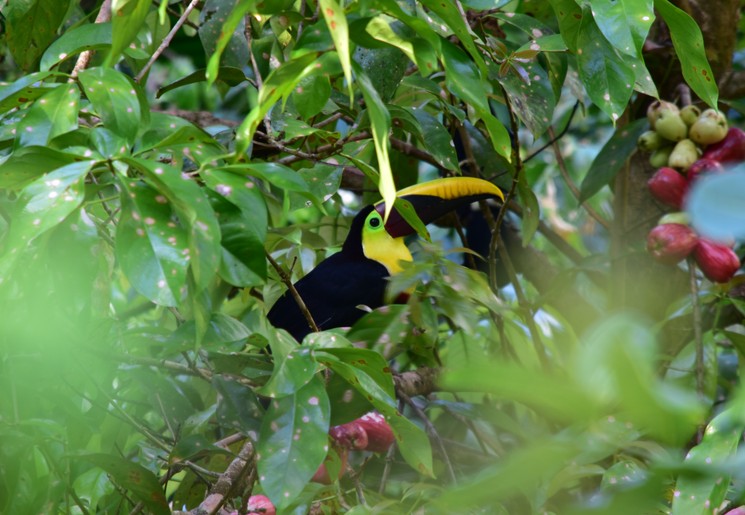 Corcovado National Park
