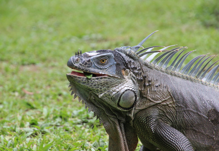 Leguaan in Tortuguero National Park, Costa Rica