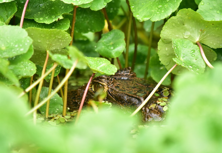 Krokodil in Tortuguero National Park, Costa Rica