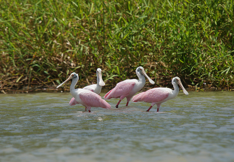 Roze lepelaars in Torteguero National Park, Costa Rica