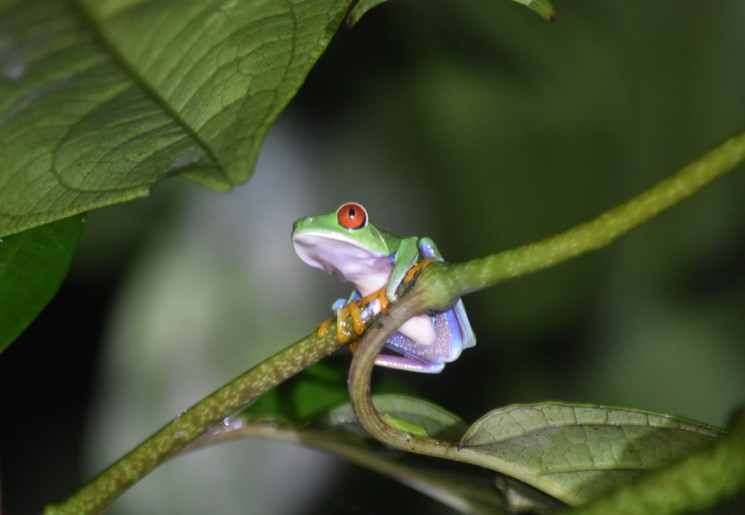 Kikker in Tortuguero National Park, Costa Rica