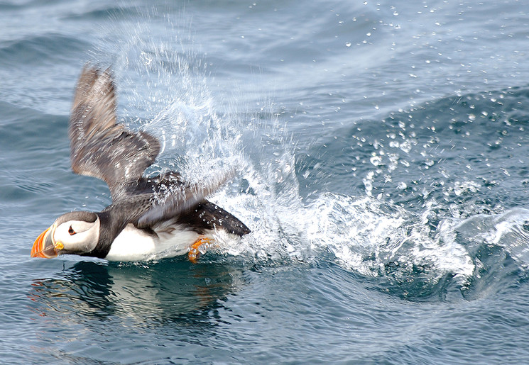 Trinity-Papegaaiduikers-excursie-2