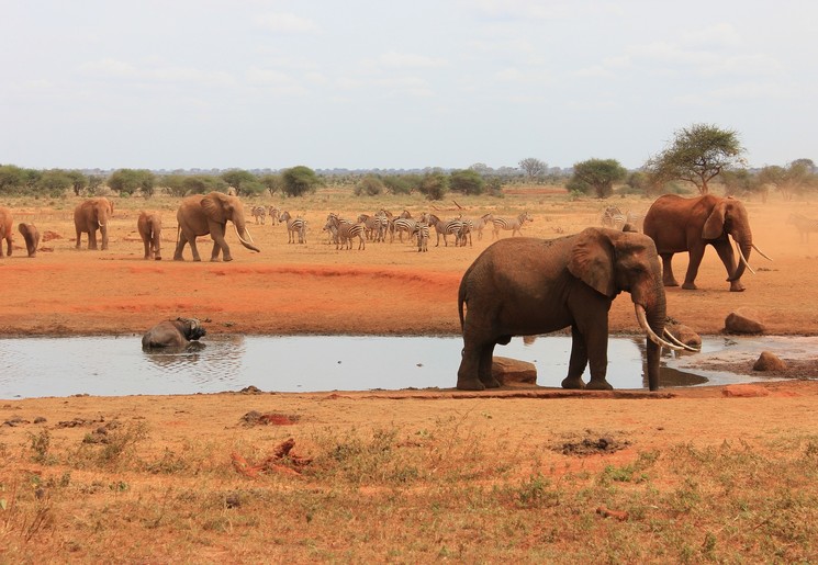 Olifanten en zebra's drinken bij een waterpoel in Kenia Olifanten en zebra's drinken bij een waterpoel in Kenia