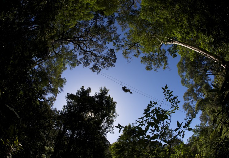 Canopy tour bij Tsitsikamma