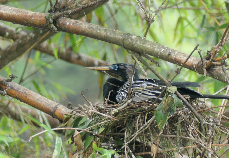 Zie exotische vogels tijdens de fietstocht in Turrialba