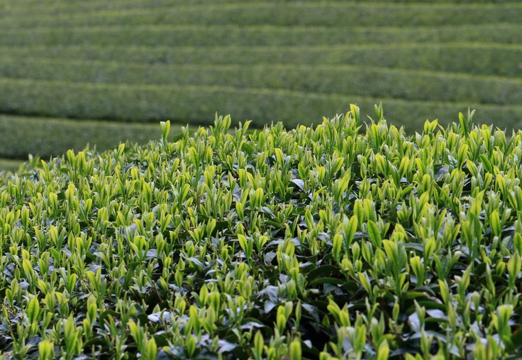Theevelden bij Uji, Japan
