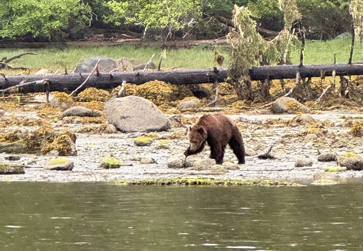 Beren bij Vancouver Island