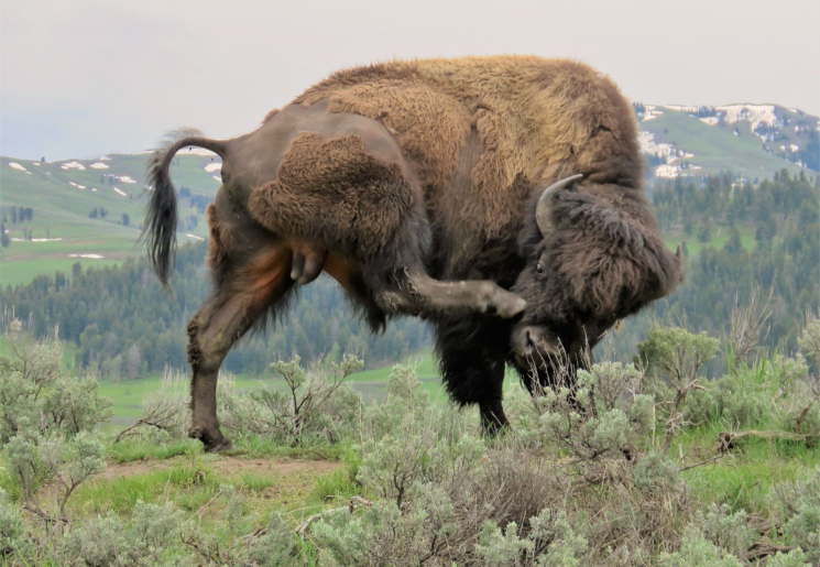 Verenigde-Staten-Rockies-Yellowstone-bizon Verenigde-Staten-Rockies-Yellowstone-bizon