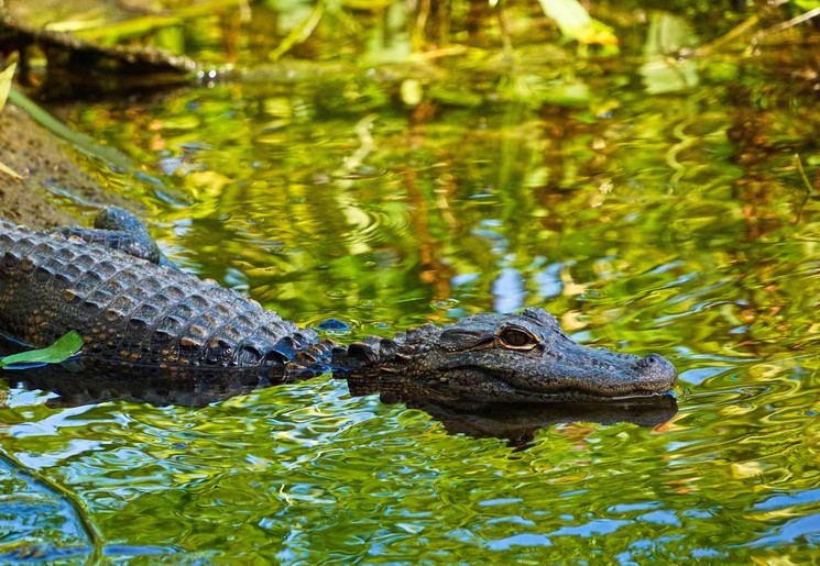 VerenigdeStaten-Rockies-WakullaSprings-krokodil