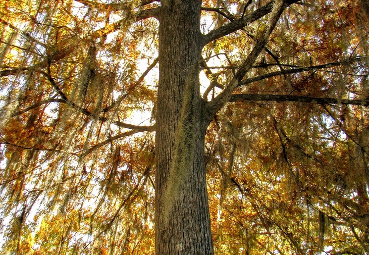 VerenigdeStaten-Rockies-WakullaSprings-omgeving_1_521332