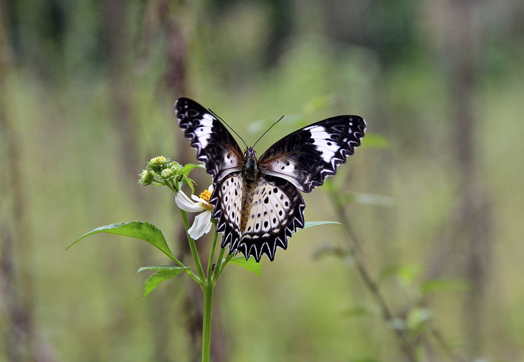 Vlinders bij Ba Be Lake, Vietnam