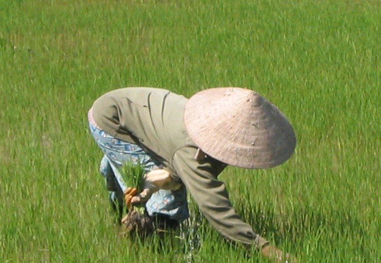 Lokale vrouw plukt de rijst uit de rijstvelden.