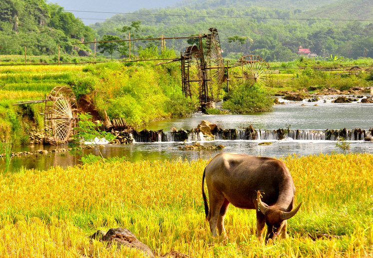 In de riviertjes van Pu Luong ziet u veel bamboe waterraderen, Vietnam