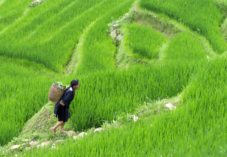 Een vrouw aan het werk in de rijstvelden van Sapa, Vietnam Een vrouw aan het werk in de rijstvelden van Sapa, Vietnam