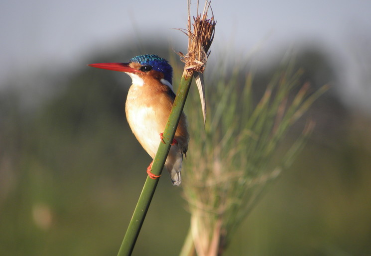 Ga volgens spotten tijdens een wandeling in de Okavango Delta, Botswana