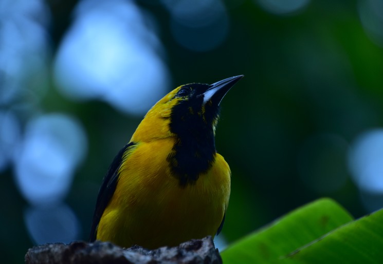 Vogels spotten in Minca, Colombia
