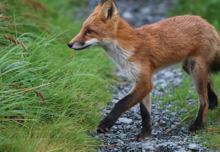 Vos in Katmai National Park, Alaska, Amerika