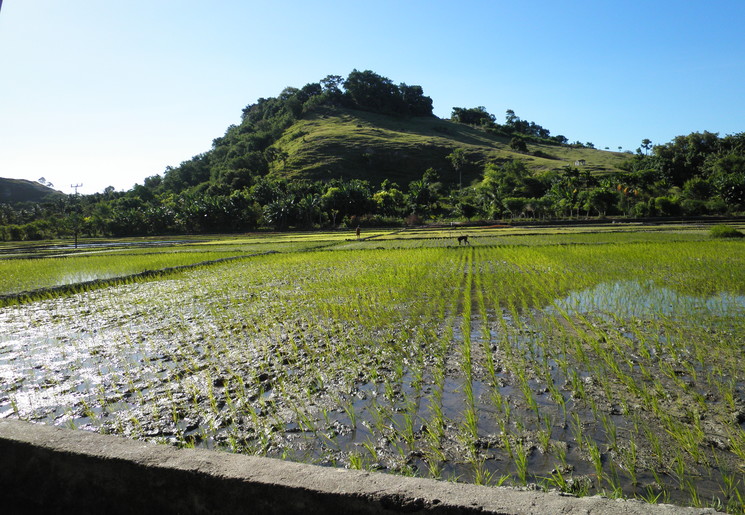Waikabubak-rijstvelden_1_409200