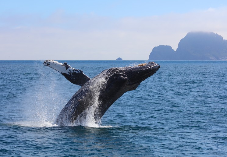 Walvis springt op uit zee, Alaska, Amerika