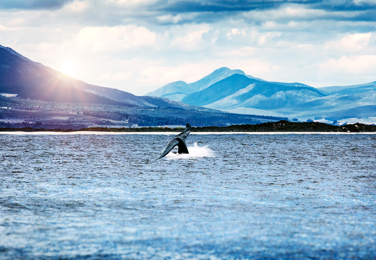 Walvissen spotten in Zuid-Afrika kan in Knysna