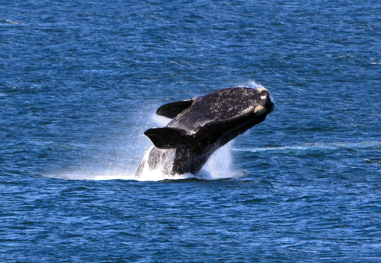 Walvissen spotten bij de kust van Zuid-Afrika