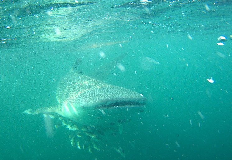 Walvishaai in Talisayan