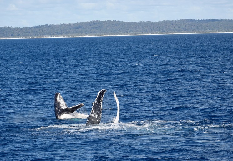 Walvissen spotten bij Hervey Bay