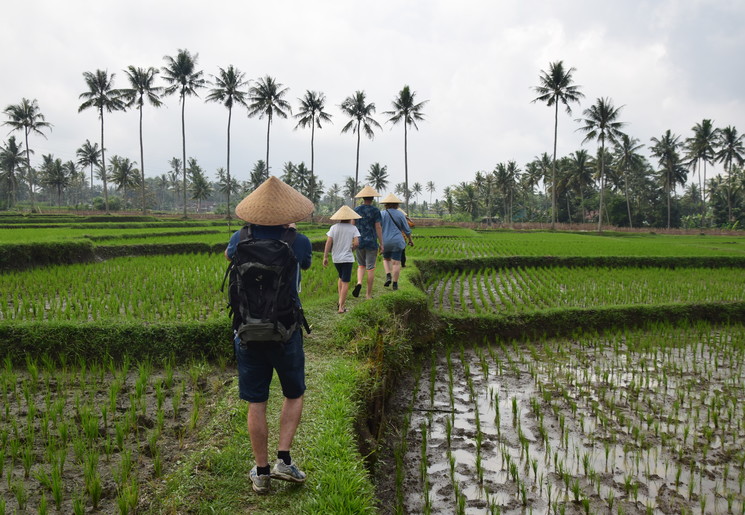 Wandelen door de rijstvelden bij Kalibaru, Java, Indonesie