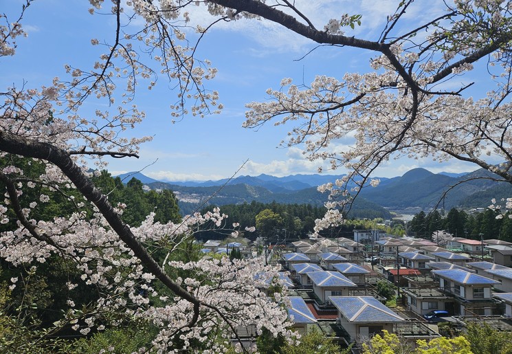 Uitzichten en bloesems tijdens de Kumano Kodo pelgrimsroute