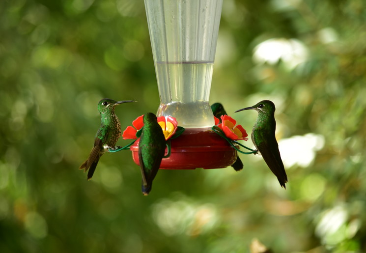 Kolibries vliegen om je oren bij Catarata San Fernando