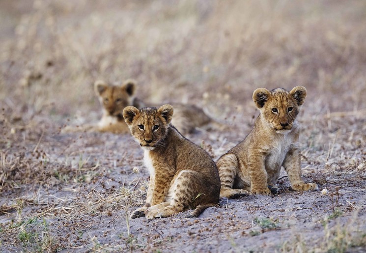 Leeuwenwelpjes in buitengewoon Botswana