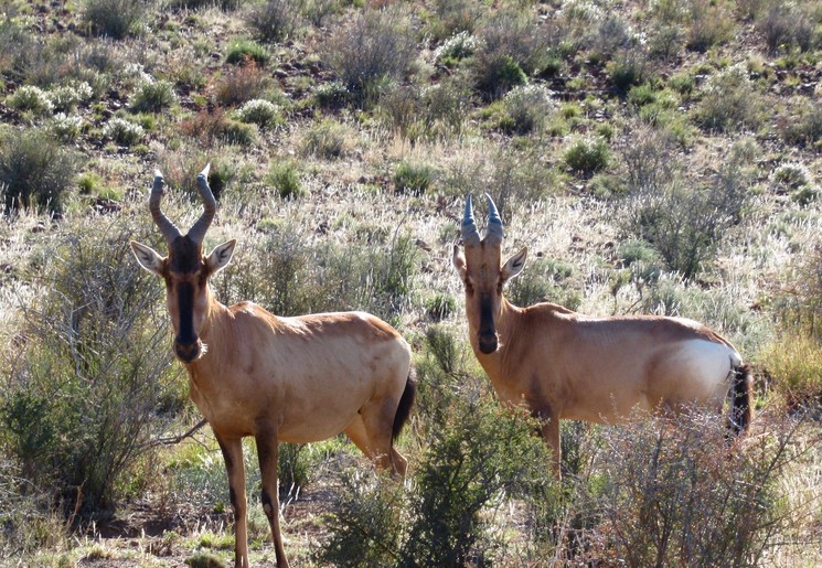Dieren op pad in de Karoo