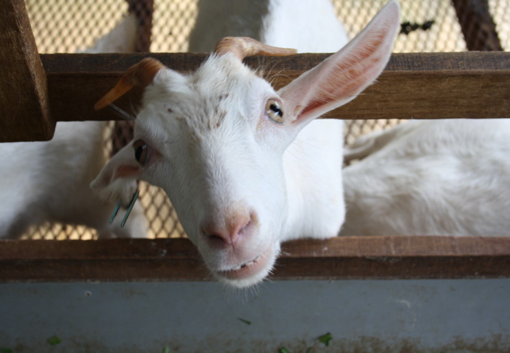 Op het platteland buiten Penang