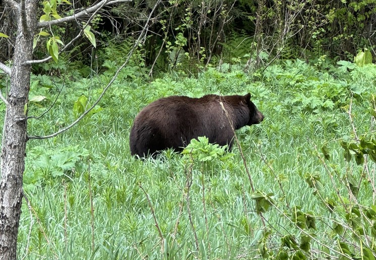 Wilde dieren spotten in Canada? Dit zijn mijn tips