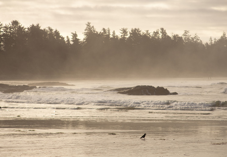 Woeste zee bij Tofino