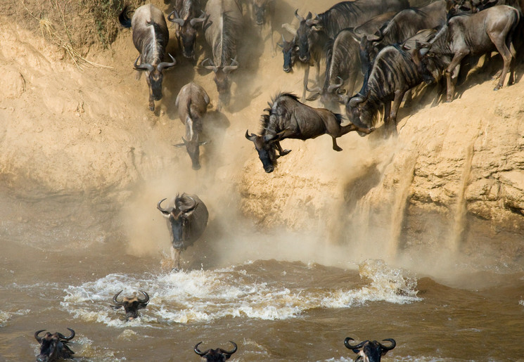 Migratie wildebeesten over de Mara Rivier