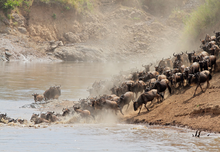 Migratie in Masai Mara NP, Kenia