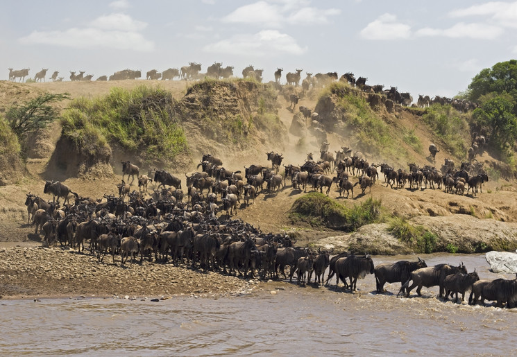 Migratie van gnoes en zebra in Tanzania