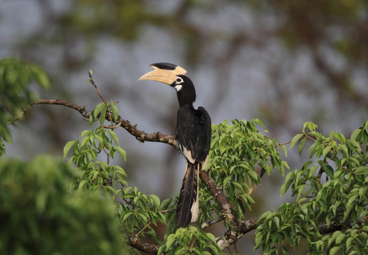 Wilpattu National Park vogel