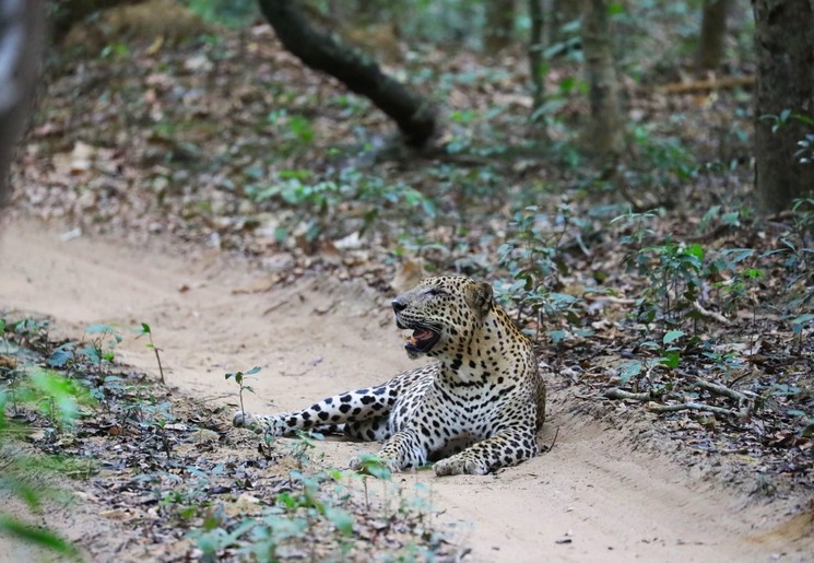 Luipaarden spotten tijdens een safari in Wilpattu NP, Sri Lanka