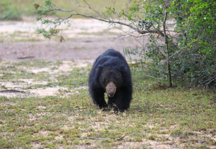 Lippenbeer in het Wilpattu National Park