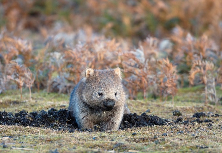 Spot unieke dieren op Tasmanië