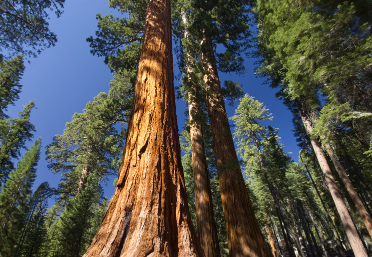 Yosemite-Sequoiabomen-Mariposa-Grove Yosemite-Sequoiabomen-Mariposa-Grove